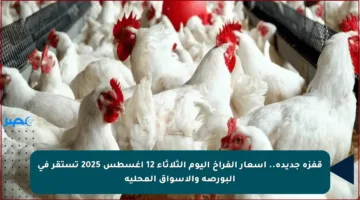 قفزة جديدة.. أسعار الفراخ اليوم الثلاثاء 12 أغسطس 2025 تستقر في البورصة والأسواق المحلية
